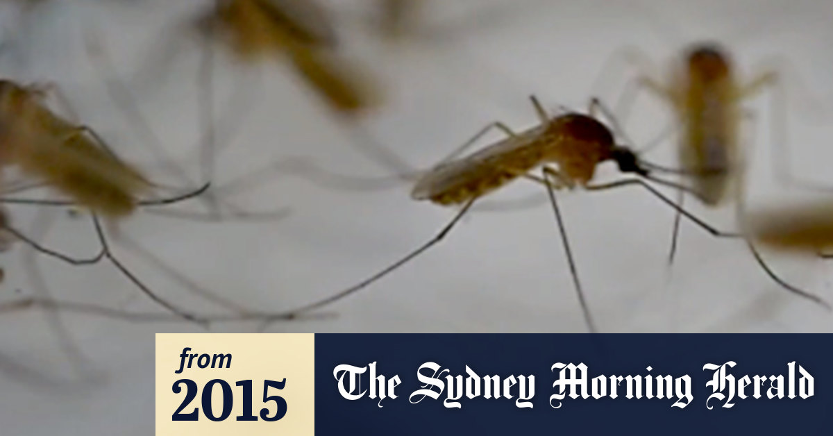 Video How to avoid Ross River virus